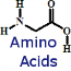 Amino Acids