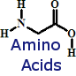 Amino Acids